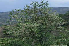 Olea europaea subsp cuspidata